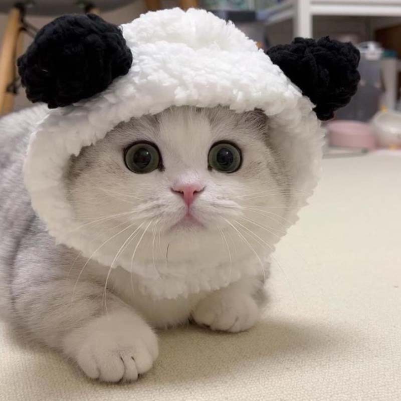 >可爱的熊猫 - 主题宠物帽 - 您可爱伴侣的必备品