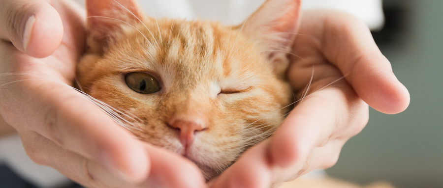 寒流催热宠物"暖经济" ，北美防寒用品搜索量涨180% 