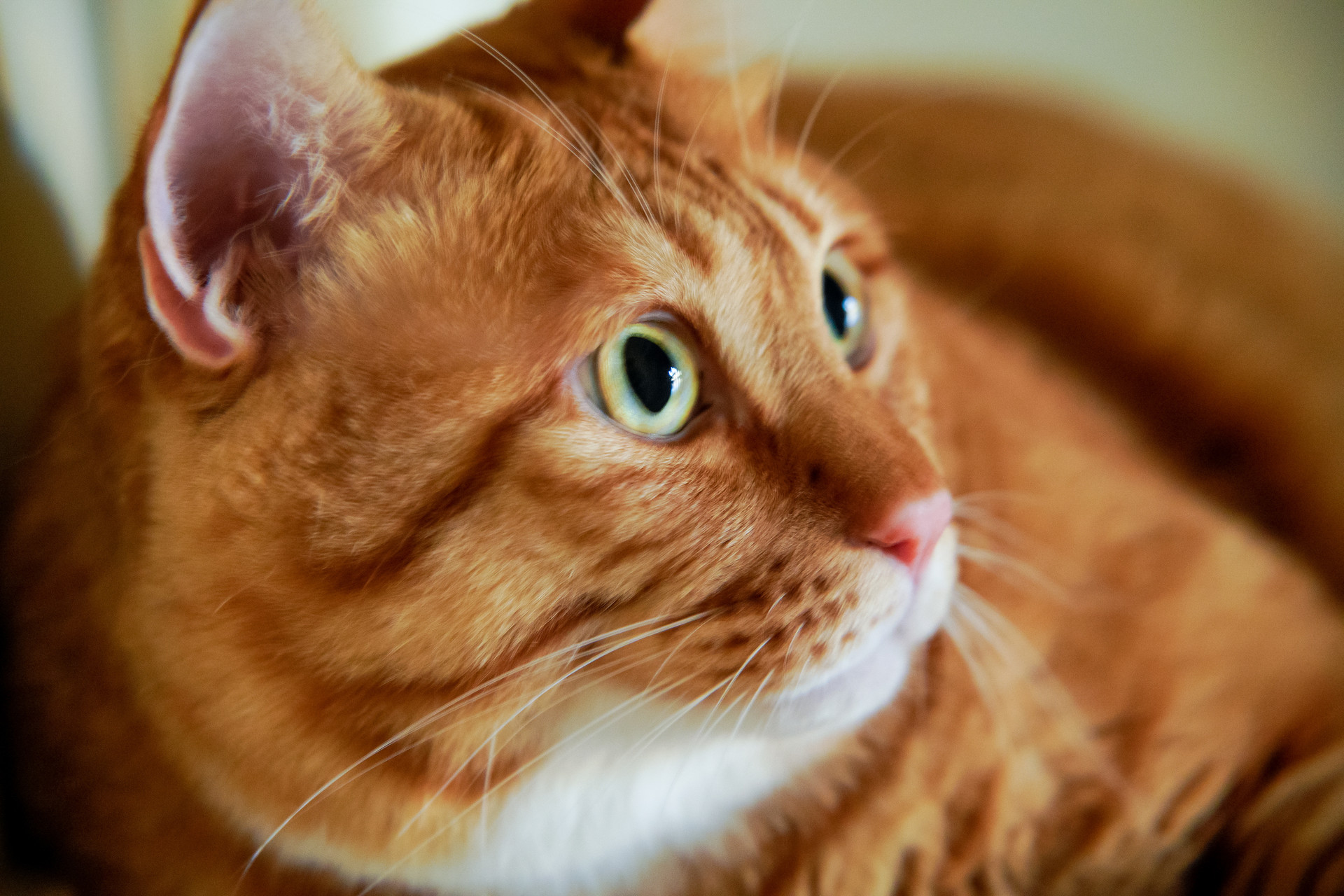 亚马逊宠物用品热销榜出炉：10款产品月销超百万美元 